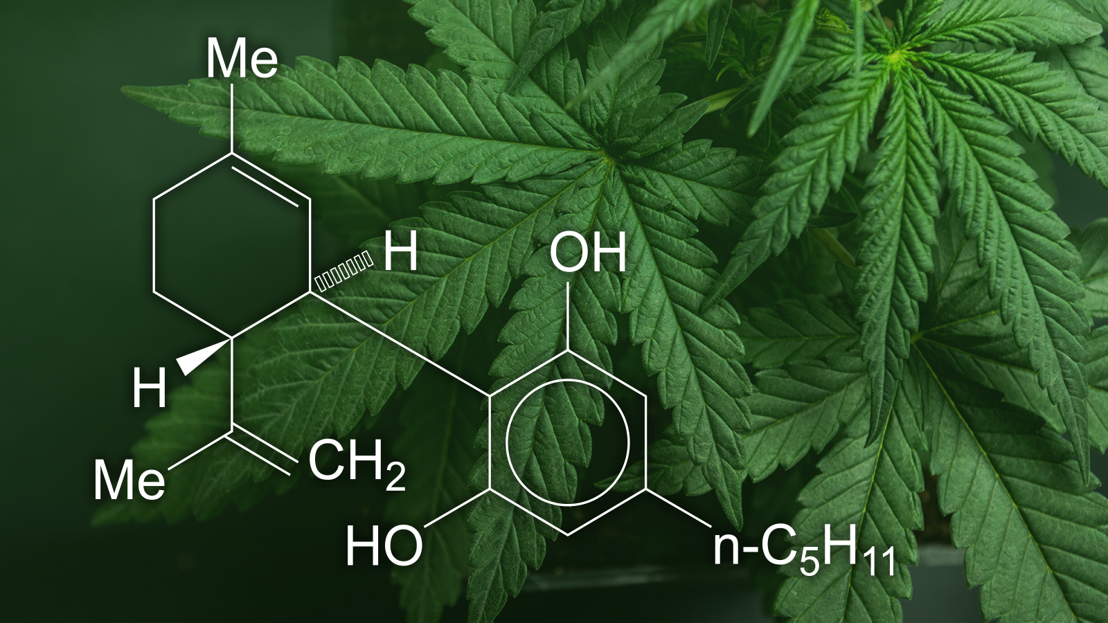 Read more about the article 4 DÔVODY – PREČO ZAČAŤ S CBD